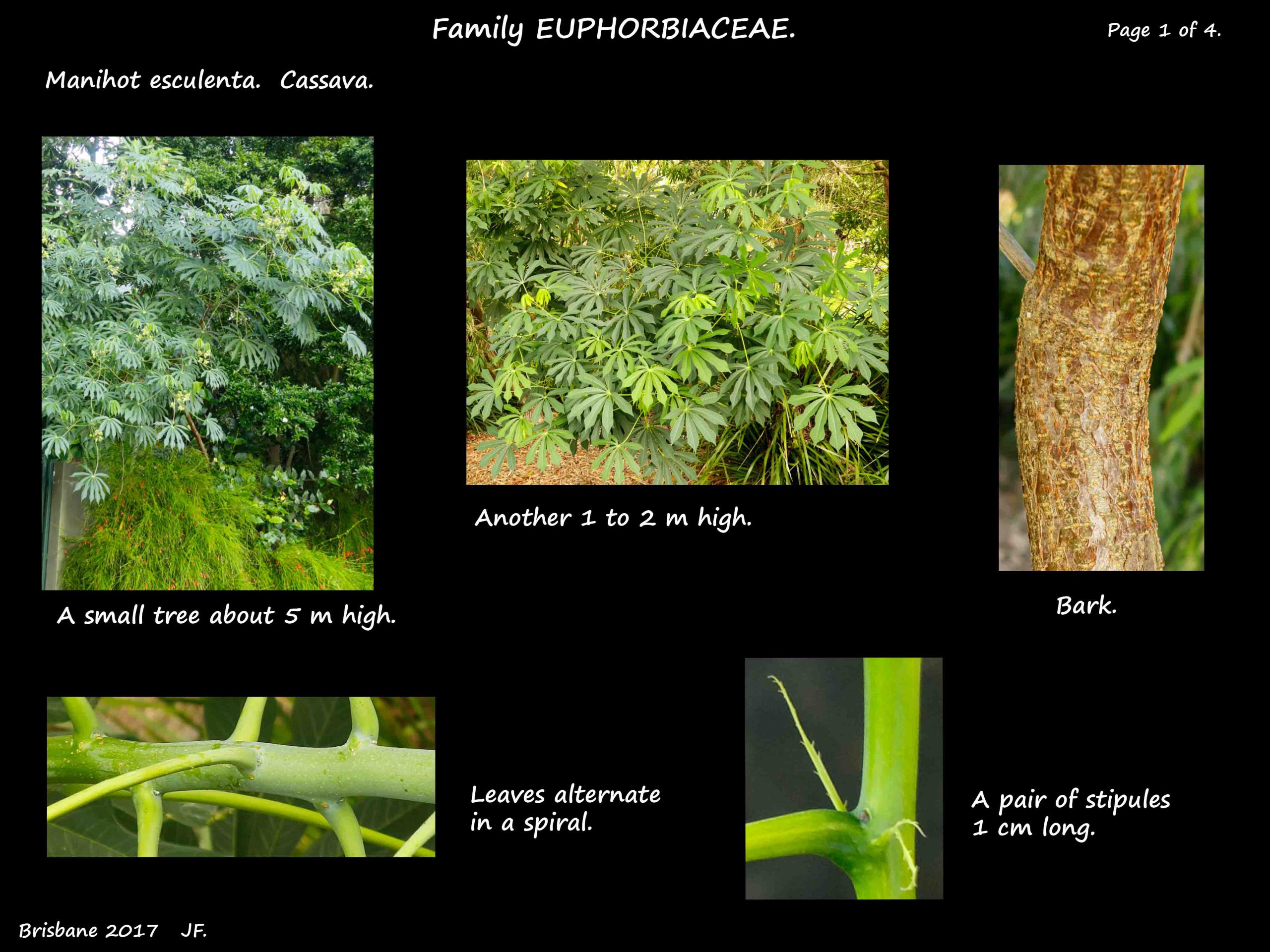 1 Cassava tree & stipules